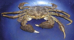 Gloves off as scientists go to war on mitten crab, Environment